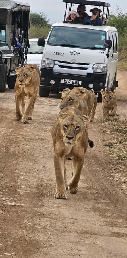 Half day Nairobi National Park with free pick up - Pickup neighborhoods, van comfort, and why it matters for spotting