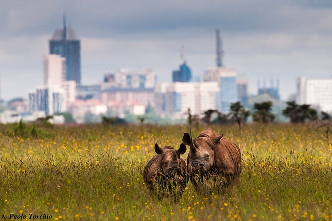 Half Day Nairobi National park - Guides matter, especially when the day is short