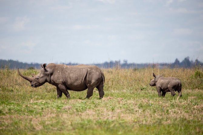 Half-Day Private Guided Safari Tour to Nairobi National Park - Nairobi National Park in a Half Day, Why This Format Works
