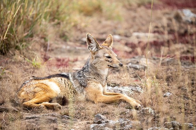 Half-Day Private Guided Safari Tour to Nairobi National Park - What Nairobi National Park Feels Like From the Seat of a Safari Vehicle