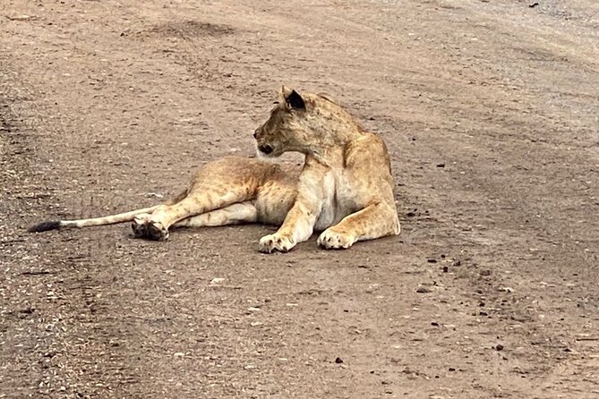 Half Day Private Tour in Nairobi National Park with Admission - Nairobi National Park in Half a Day: Value and Expectations