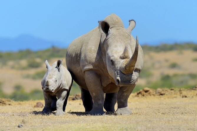 Half Day Private Tour in Nairobi National Park with Admission - The 4 to 5 Hour Game Drive: What You’re Actually Looking For