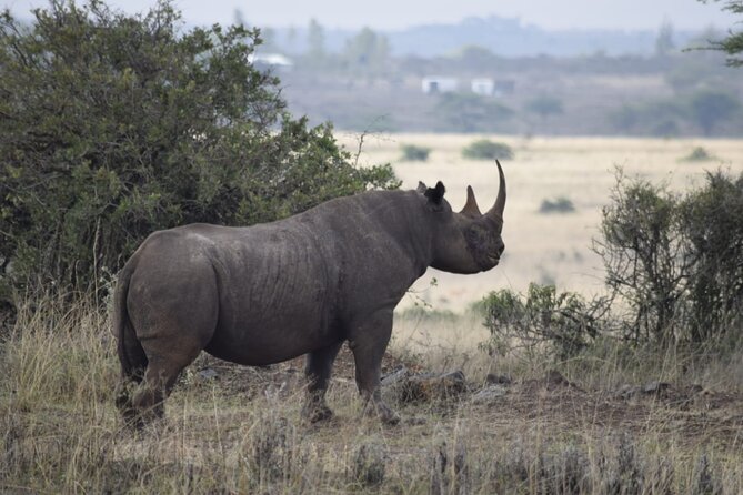 Half Day Private Tour in Nairobi National Park with Admission - Lions, Rhinos, and the Four Big Five Goal