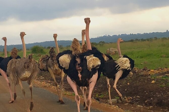 Half Day Private Tour in Nairobi National Park with Admission - The 40-Minute Coffee Shop and Gift Shop Break