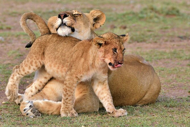 Half Day Safari at Nairobi National Park - Key Safari Highlights in Nairobi National Park (4 Things to Expect)