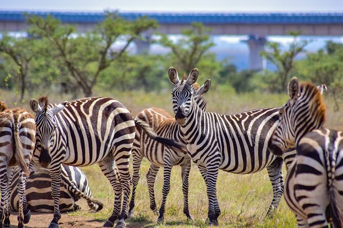 Half Day Safari at Nairobi National Park - Nairobi National Park at Dawn: Why This “City Safari” Works