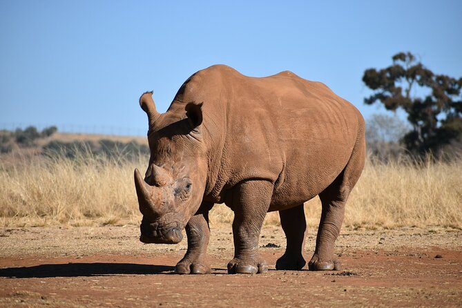 Half Day Safari at Nairobi National Park - The Guided Game Drive: What Your Guide Actually Does