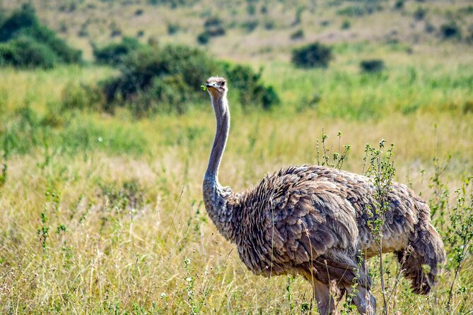Half Day Safari at Nairobi National Park - Price and Logistics: The Real Cost in Your Head