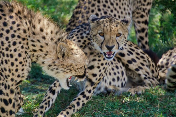 Half Day Safari at Nairobi National Park - Best Fit: Who This Half-Day Safari Is For