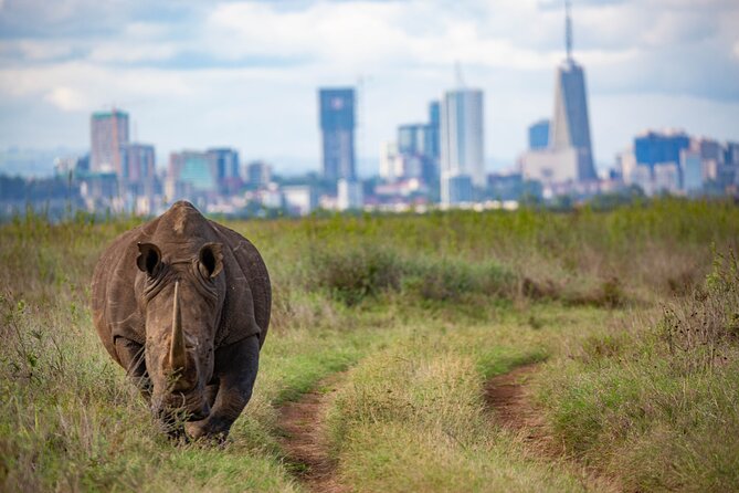 Half Day Safari at Nairobi National Park - The Tour Provider Style: What Guides Like Tony and Anthony Add