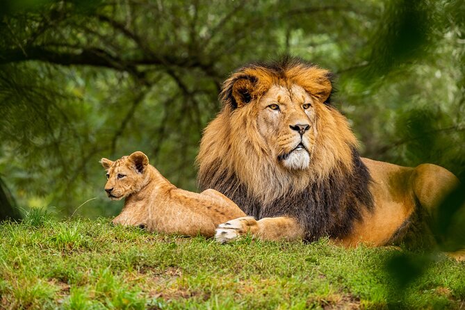 Half Day Safari at Nairobi National Park - The 4-Hour Reality Check: How the Time Block Feels