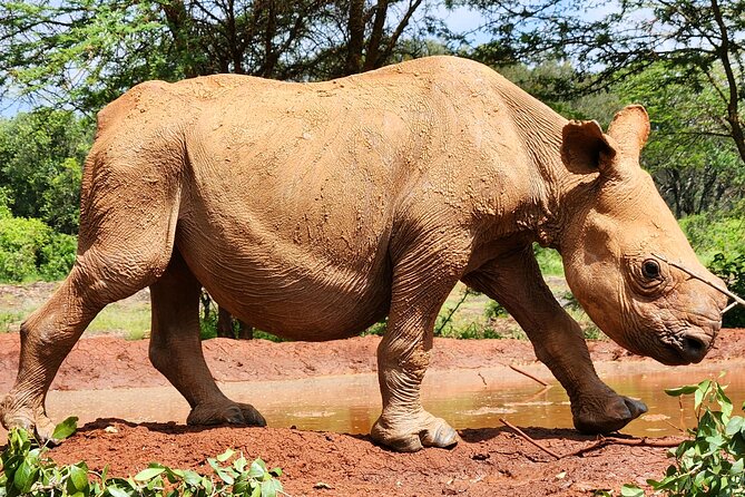 Half day tour to Elephant orphanage & Giraffe Centre Nairobi - A simple plan for a big wildlife day in Nairobi