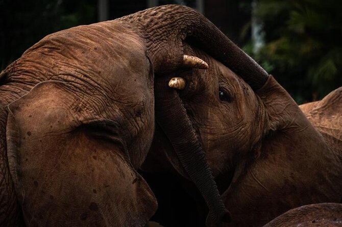 Half day tour to Elephant orphanage & Giraffe Centre Nairobi - Karen Blixen Museum option: a quiet culture pause in Karen