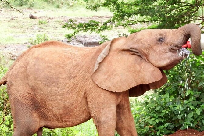 Half day tour to Elephant orphanage & Giraffe Centre Nairobi - Price and logistics: what makes this good value, and what can surprise you
