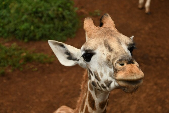 Half day tour to Elephant orphanage & Giraffe Centre Nairobi - What to expect from timing, crowds, and the drive