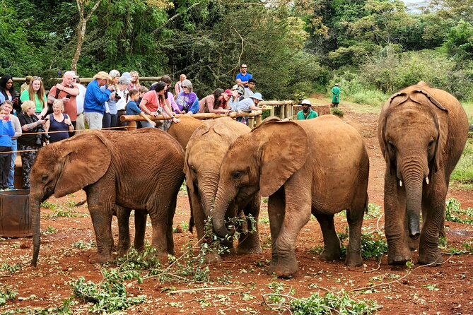 Half day tour to Elephant orphanage & Giraffe Centre Nairobi - Giraffe Centre: Rothschild giraffes and how to feed safely