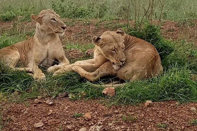 Half Day Tour To Nairobi National Park and Giraffe Center - Entering Nairobi National Park With a 6:00am Pickup