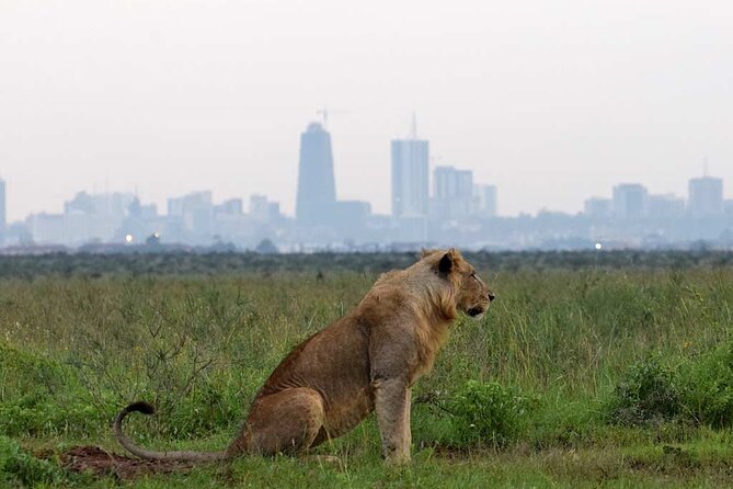 Half Day Tour To Nairobi National Park and Giraffe Center - A 3 Hour Game Drive Aiming for Variety