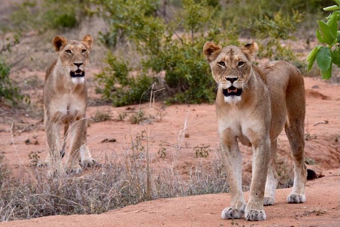 Half day wildlife tour to Nairobi National Park Game Drive with Pickup/Drop off - Key things that make this Nairobi safari work
