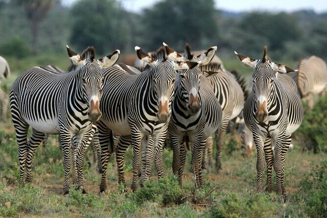Half day wildlife tour to Nairobi National Park Game Drive with Pickup/Drop off - Why Nairobi National Park is a smart half-day plan