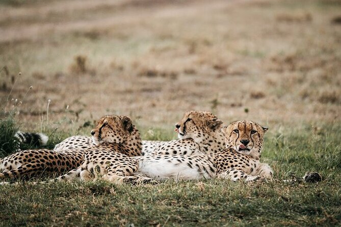 Half day wildlife tour to Nairobi National Park Game Drive with Pickup/Drop off - What you’re likely to see in Nairobi National Park
