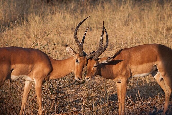 Half day wildlife tour to Nairobi National Park Game Drive with Pickup/Drop off - The ivory burning monument stop: a meaningful pause