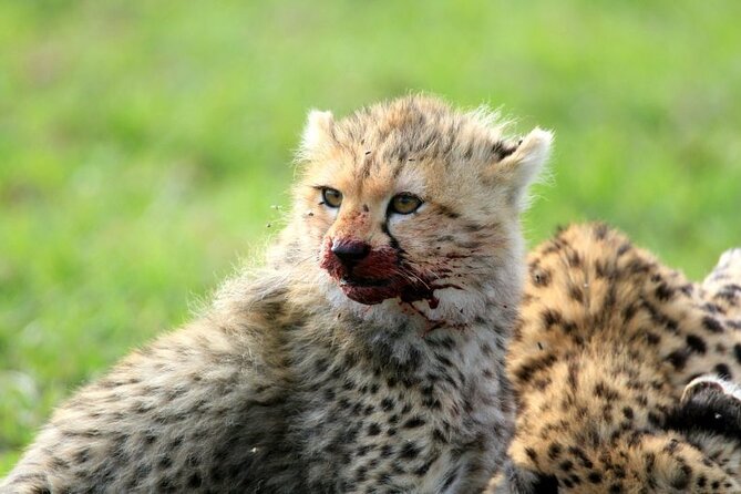 Half day wildlife tour to Nairobi National Park Game Drive with Pickup/Drop off - Group size, guides, and how the tour pacing feels