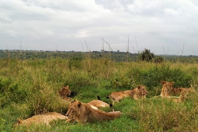 Half day wildlife tour to Nairobi National Park Game Drive with Pickup/Drop off - The sunrise game drive rhythm: how spotting usually plays out