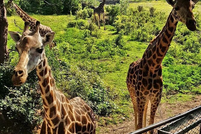 Haller Park Half-Day Tour from Mombasa - Key things to know before you go