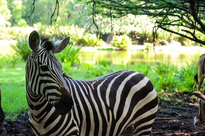 Haller Park Half-Day Tour from Mombasa - Haller Park feels different from a typical zoo stop