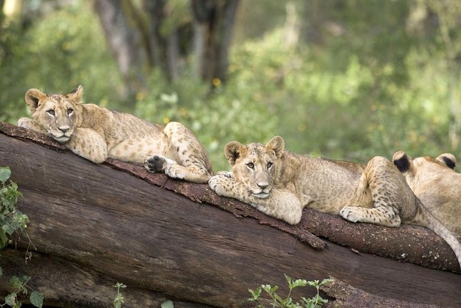 Haller Park Half-Day Tour from Mombasa - The 4 hour plan: travel time plus about 2 hours at Haller Park