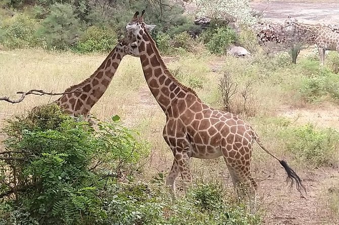 Haller Park Tour observing hippos, giraffes, birds, monkeys, crocs & others - Price and logistics, does $45 feel fair