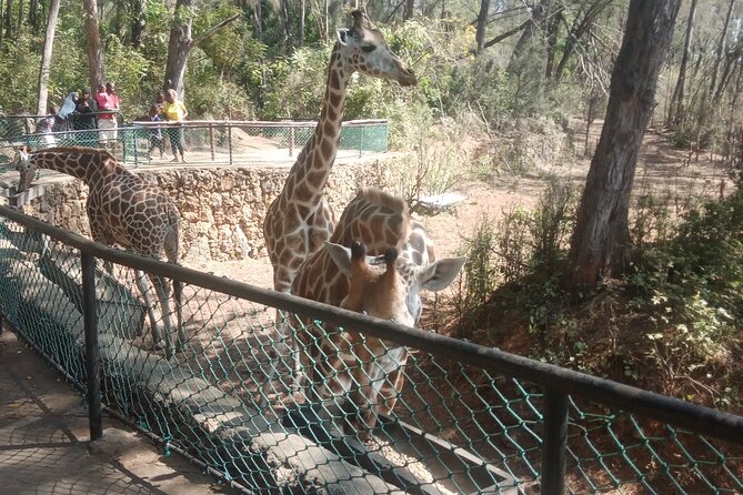 Haller Park Tour observing hippos, giraffes, birds, monkeys, crocs & others - What to bring and how to plan for Mombasa conditions
