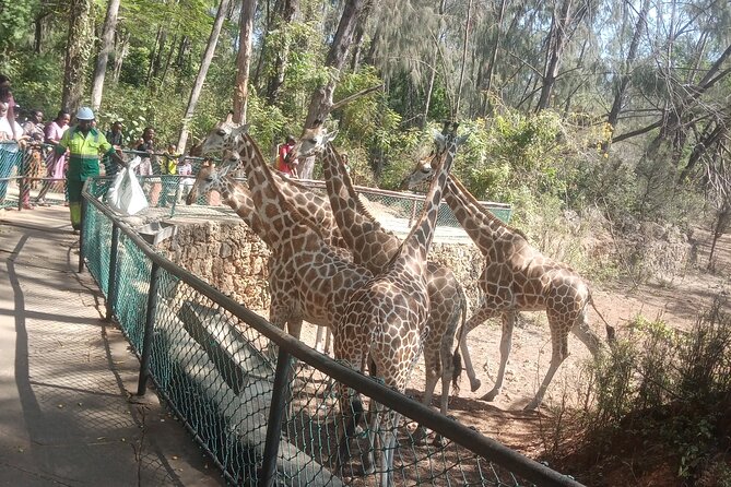Haller Park Tour observing hippos, giraffes, birds, monkeys, crocs & others - Who should book this Haller Park tour