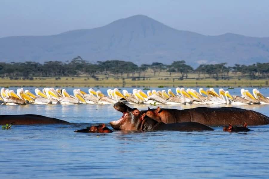 HELL'S GATE AND LAKE NAIVASHA BOAT RIDE FROM NAIROBI. - Lake Naivasha boat ride: hippos, reeds, and birdwatching with real drama