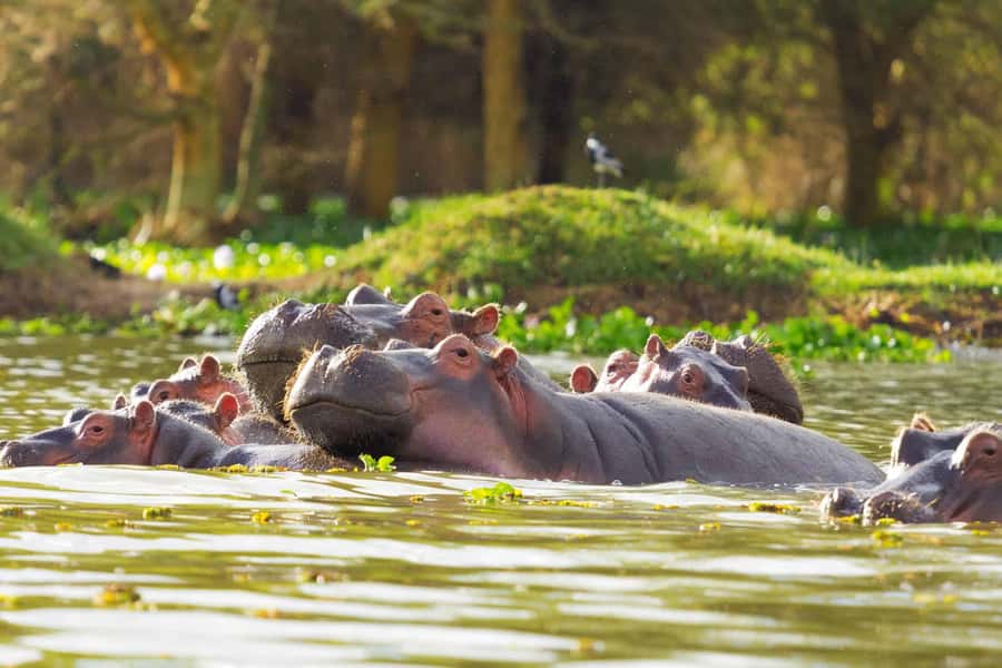 Hell's Gate and Lake Naivasha Guided Day Trip - Nairobi to the Rift Valley, and why the drive matters
