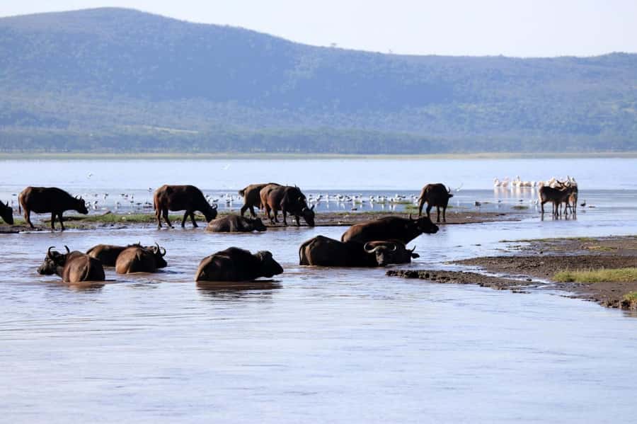 Hell's Gate and Lake Naivasha Guided Day Trip - Hell’s Gate National Park: gazelles, cliffs, gorges, and steam