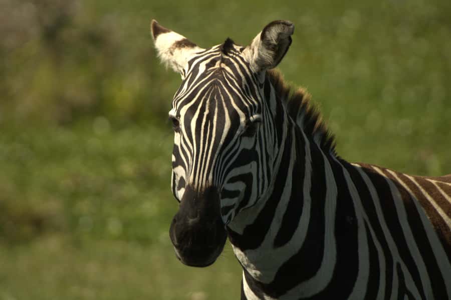 Hell's Gate & Lake Naivasha: Bike Tour, Hike & Boat Ride - Bike Safari Across the Plains: The Wind-In-Your-Hair Factor