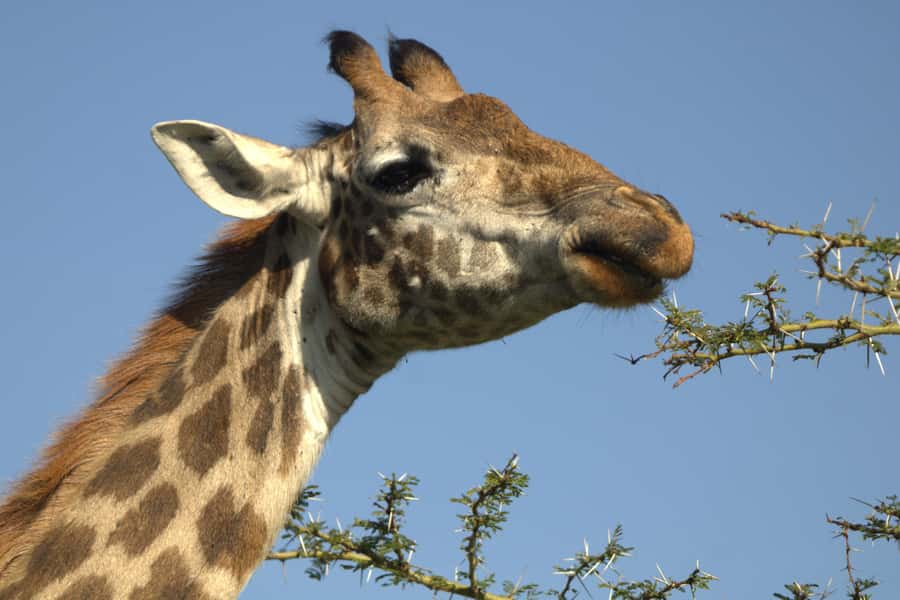 Hell's Gate & Lake Naivasha: Bike Tour, Hike & Boat Ride - Lake Naivasha Boat Ride: Hippos, Birds, and Binocular Moments