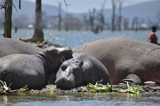 Hell's Gate National Park and Lake Naivasha Private Tour - Price and what’s included in the $95 Nairobi day trip