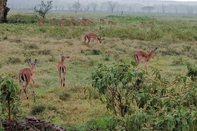 Hell's Gate National Park Private Bike Tour from Nairobi - The Nairobi-to-Naivasha drive: your 7am rhythm and the Rift Valley stop