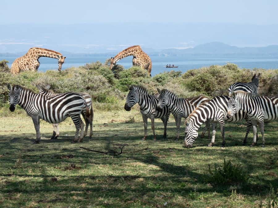 Hellsgate and Lake Naivasha Day Trip from Nairobi - Lake Naivasha: Crescent Island is where giraffes turn the volume up