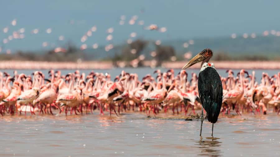 Hellsgate and Lake Naivasha Day Trip from Nairobi - Who this day trip suits best