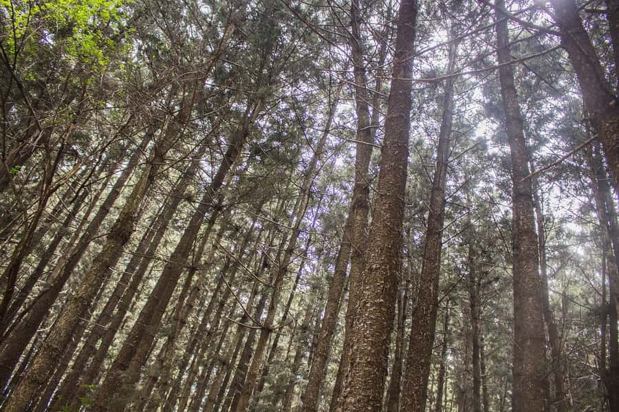 Hike in The Karura Forest - Key points before you go