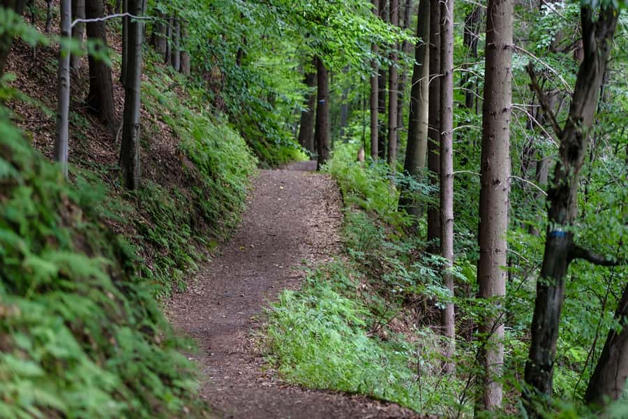 Hike in The Karura Forest - A quick word about transport and extra costs