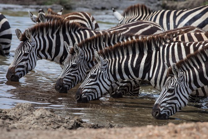 Introducing Kenya Safari Package - Key Highlights You Should Know