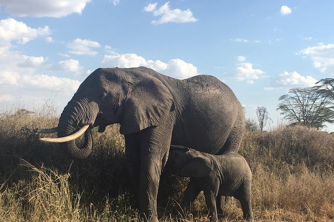 Introducing Kenya Safari Package - Lake Naivasha boat ride, birds on the water
