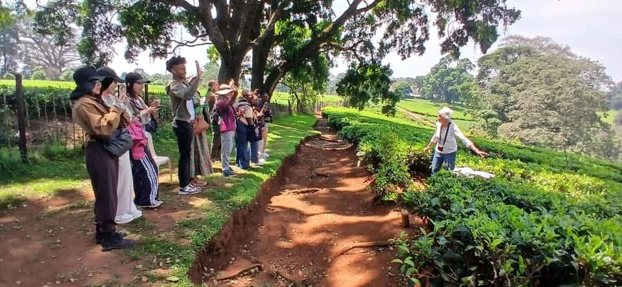 Kaimbethu tea farm tour and lunch package - Breakfast, lunch, and tea tasting, food that matches the farm theme