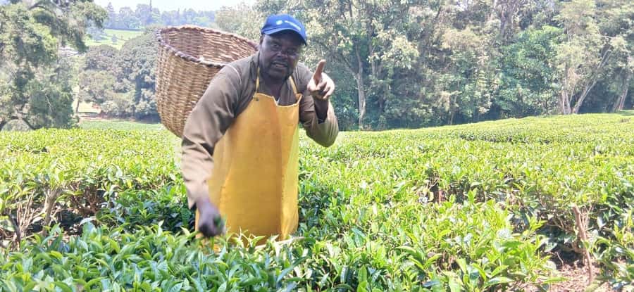 Kaimbethu tea farm tour and lunch package - Should you book the Kiambethu Tea Farm Tour and lunch package?