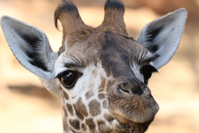 Karen Blixen Museum, Beads craft and Giraffe Day tour - Practical tips to make the most of each stop